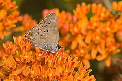 《索尼克 缤纷色彩 究极版》 威斯介绍第二弹！